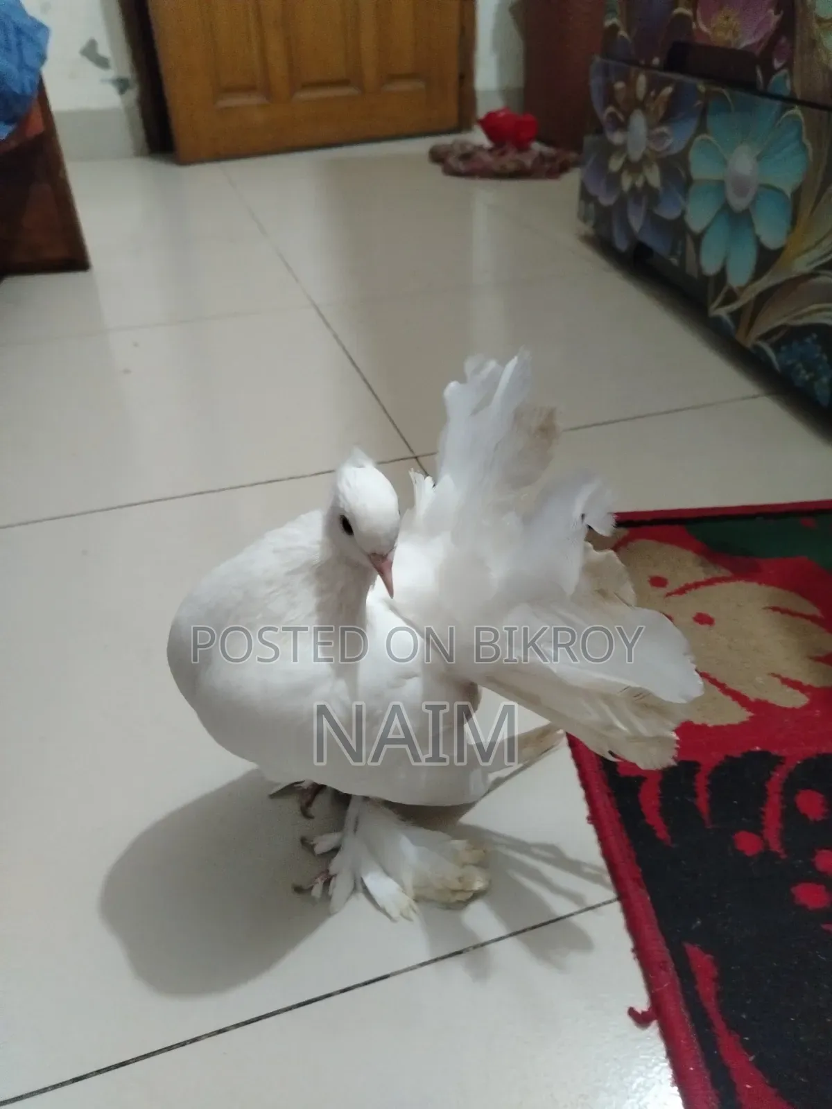 Lokkha & Jhorna Satin Pigeons