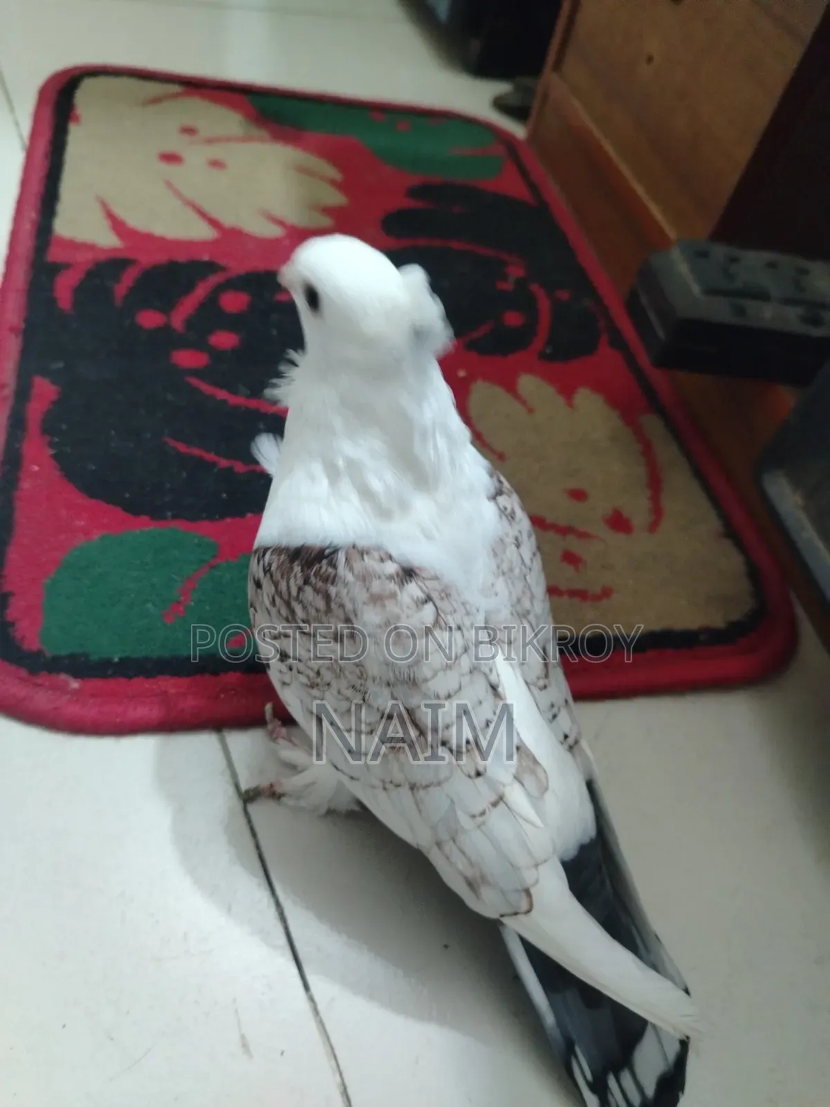 Lokkha & Jhorna Satin Pigeons