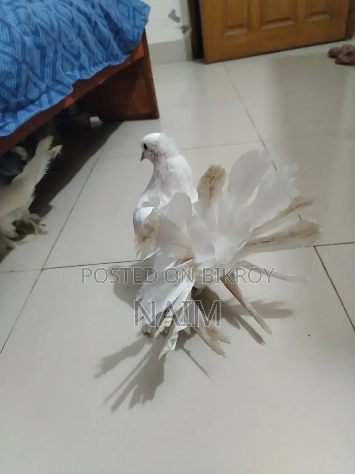 Lokkha & Jhorna Satin Pigeons
