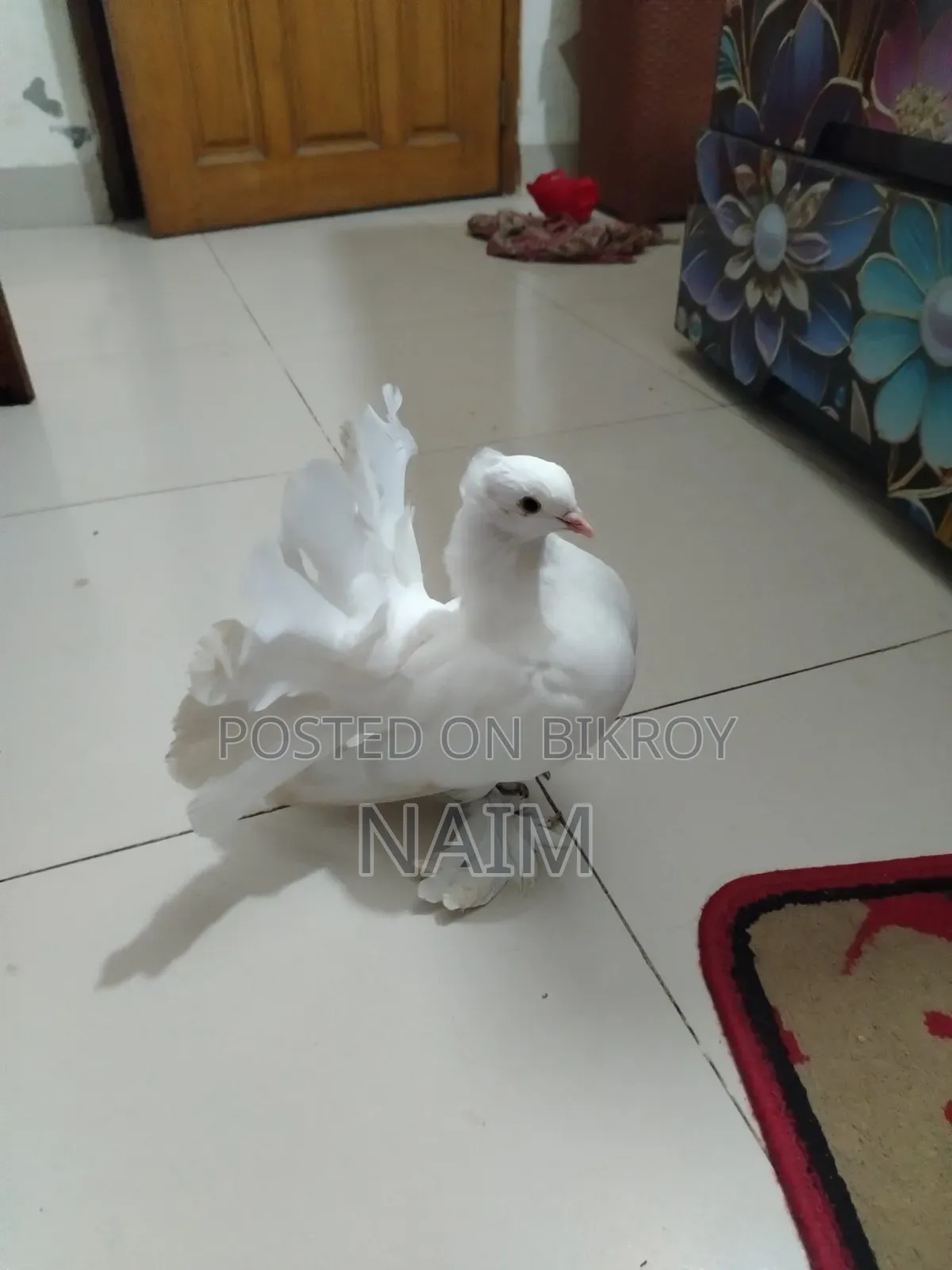 Lokkha & Jhorna Satin Pigeons