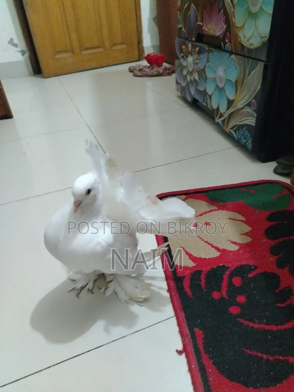 Lokkha & Jhorna Satin Pigeons