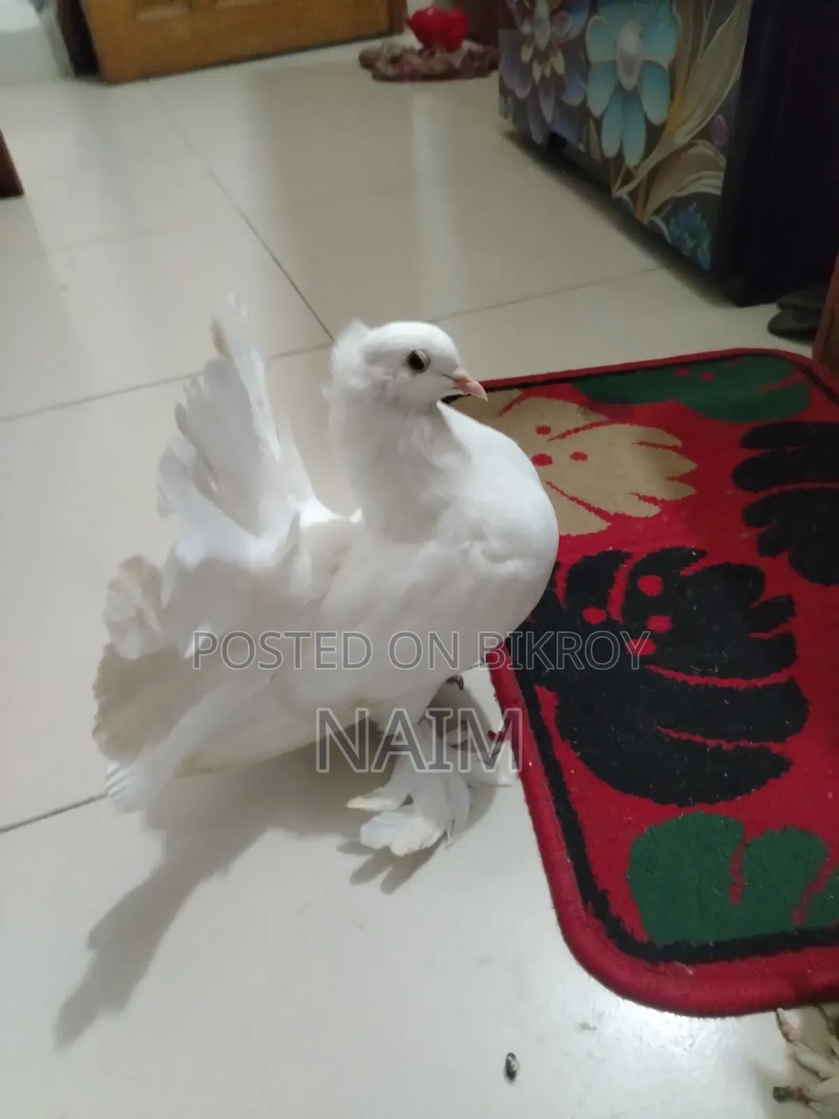 Lokkha & Jhorna Satin Pigeons