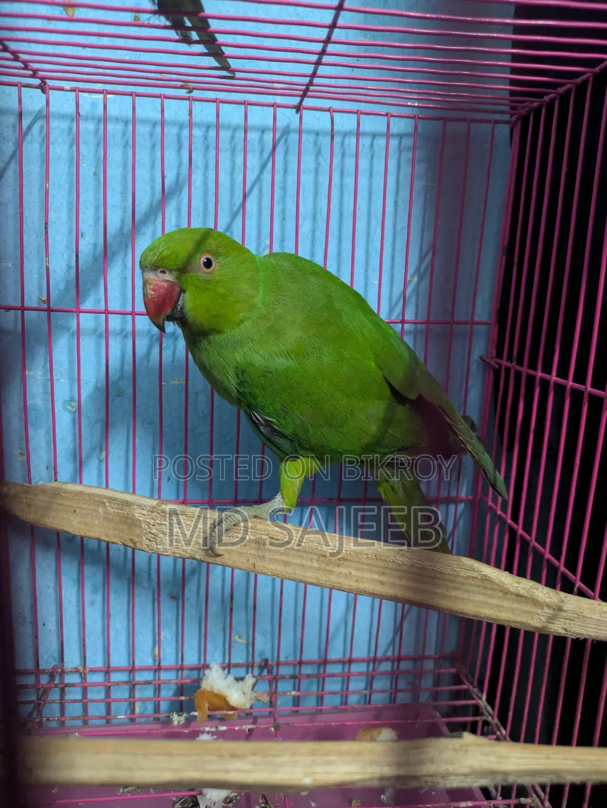 Alexandrine Parakeet