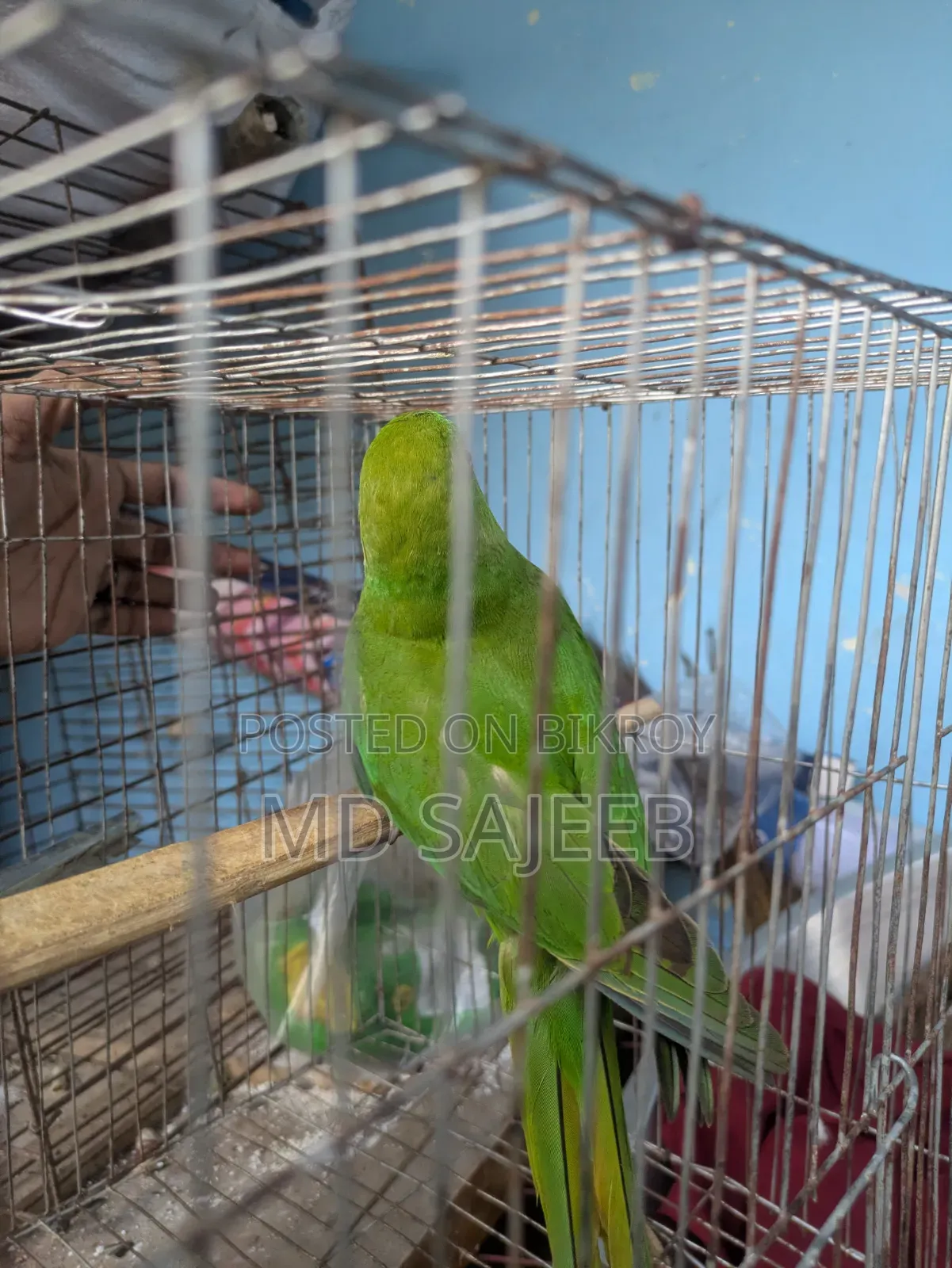 Alexandrine Parakeet