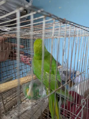 Alexandrine Parakeet