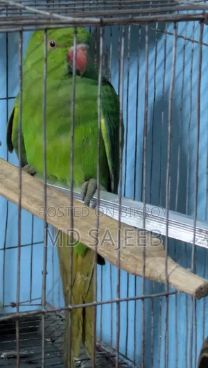 Alexandrine Parakeet