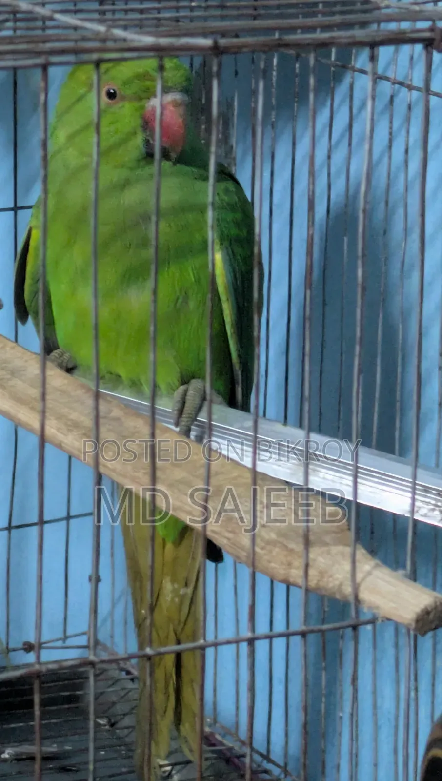 Alexandrine Parakeet