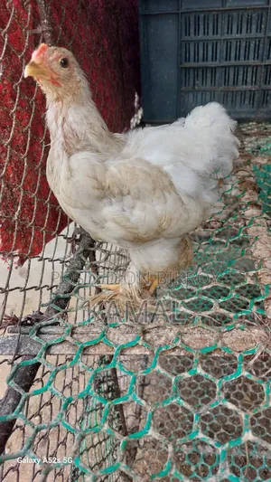 ব্রাহামা ক্রস বাচ্চা বিক্রি হবে