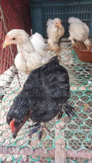 ব্রাহামা ক্রস বাচ্চা বিক্রি হবে