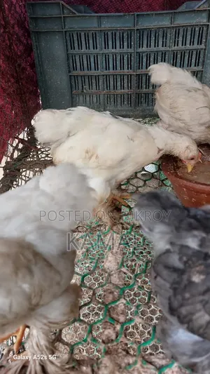 ব্রাহামা ক্রস বাচ্চা বিক্রি হবে