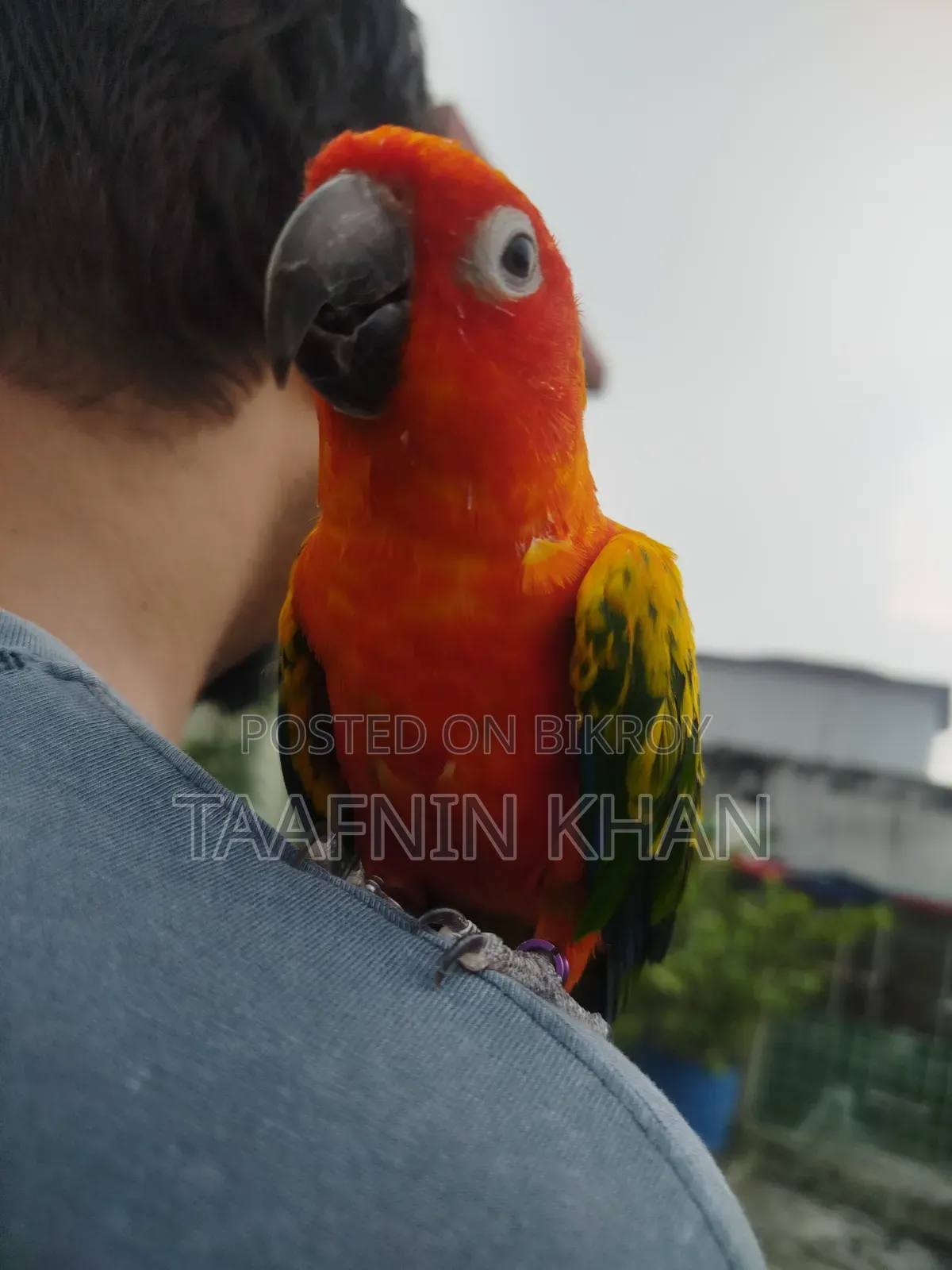 হাইপার রেড সান কুনুর