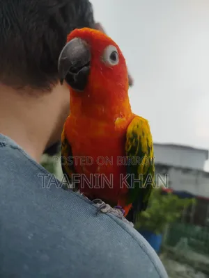 হাইপার রেড সান কুনুর