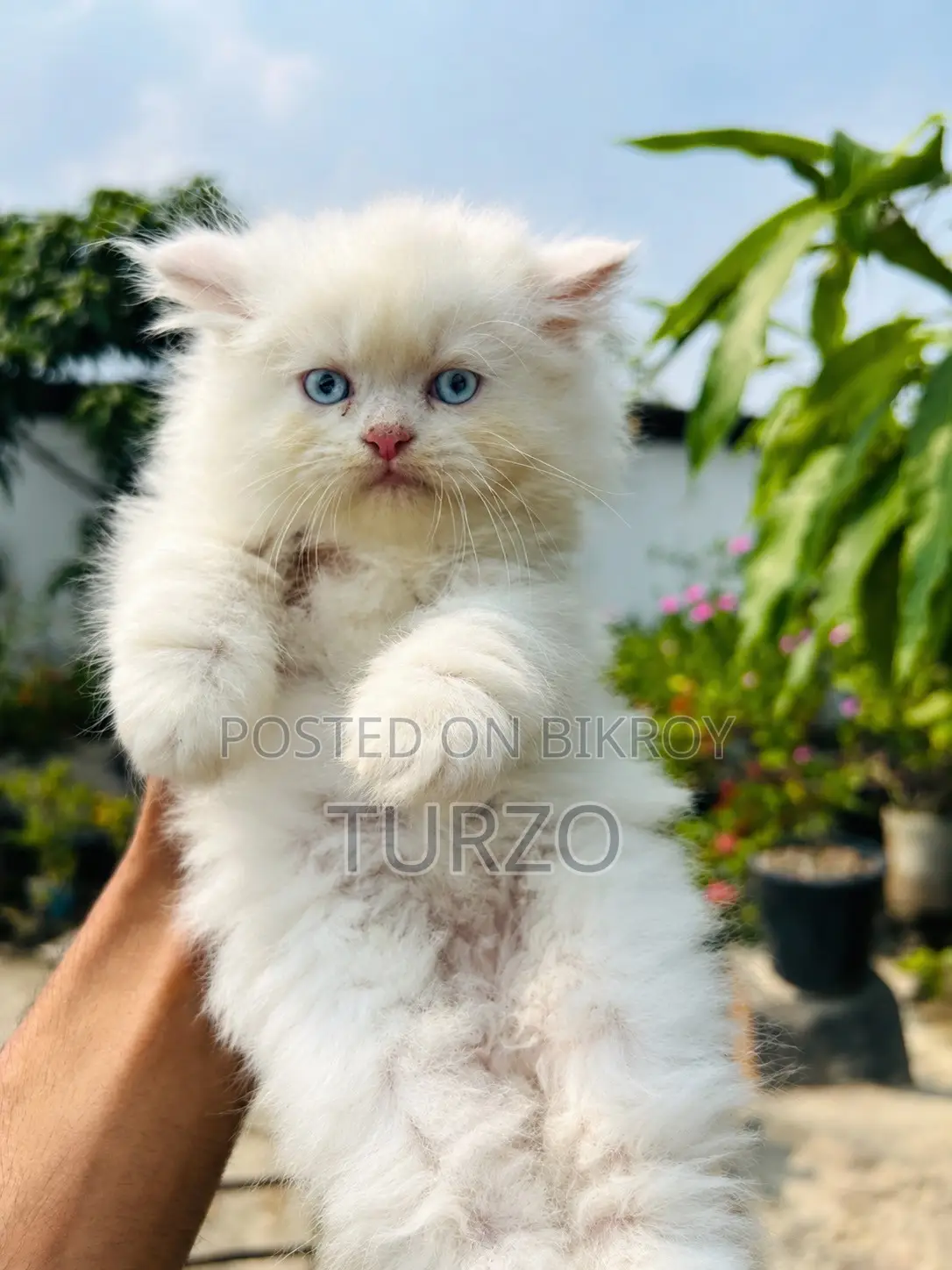 1-3 months Male Purebred Persian