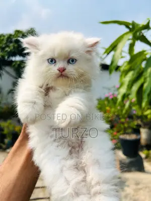 1-3 months Male Purebred Persian