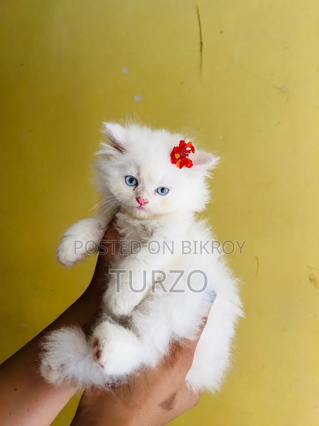 1-3 months Male Purebred Persian