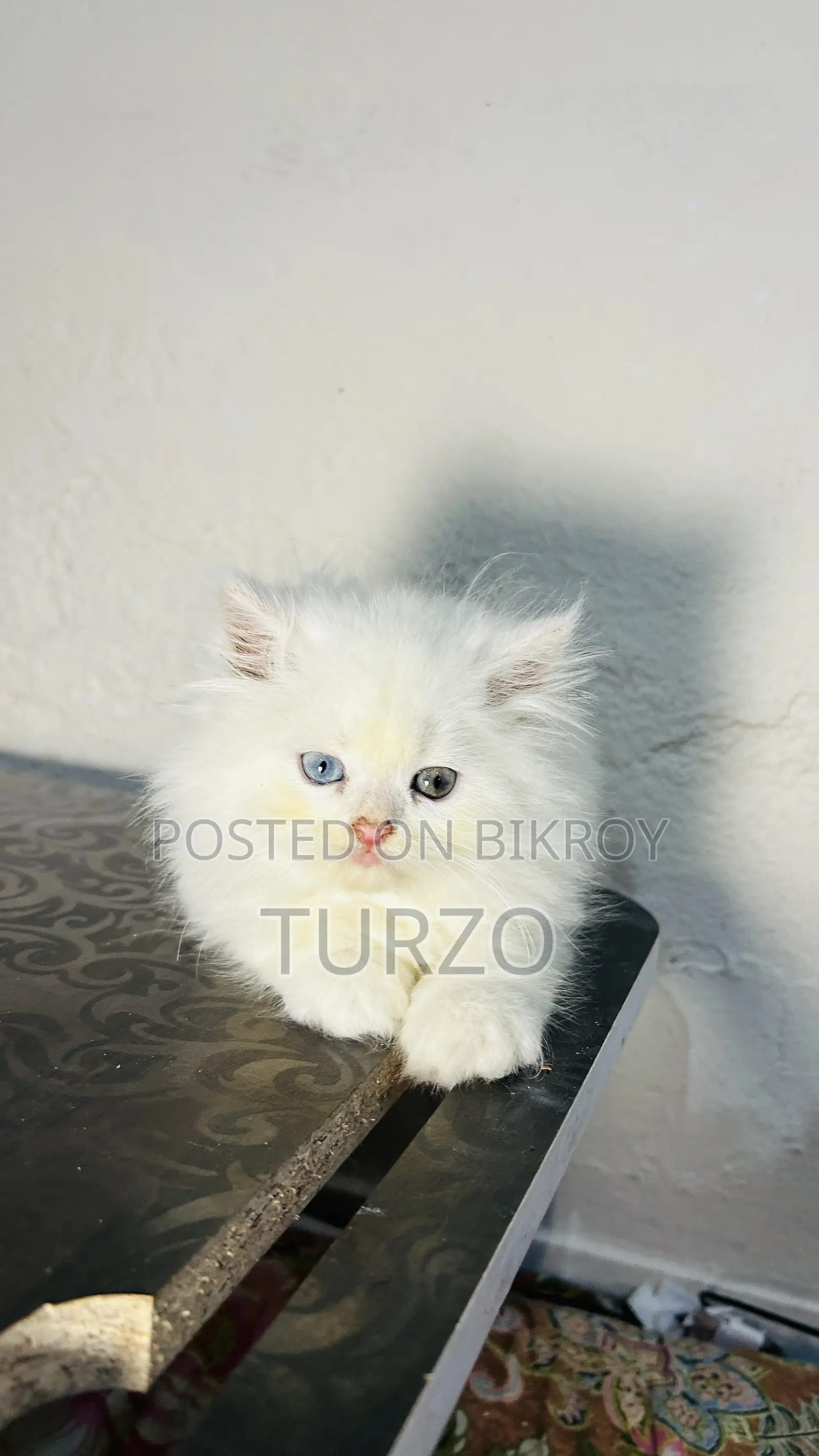 1-3 months Male Purebred Persian