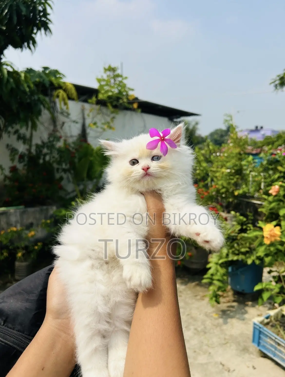 1-3 months Male Purebred Persian