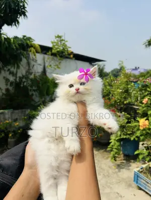 1-3 months Male Purebred Persian