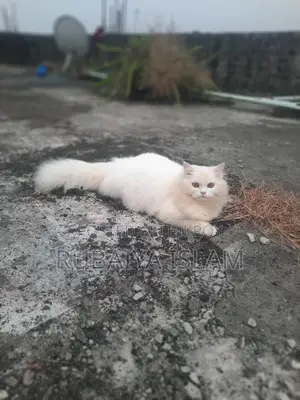 6-12 months Female Purebred Persian