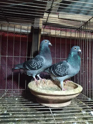 Maksi Pigeon