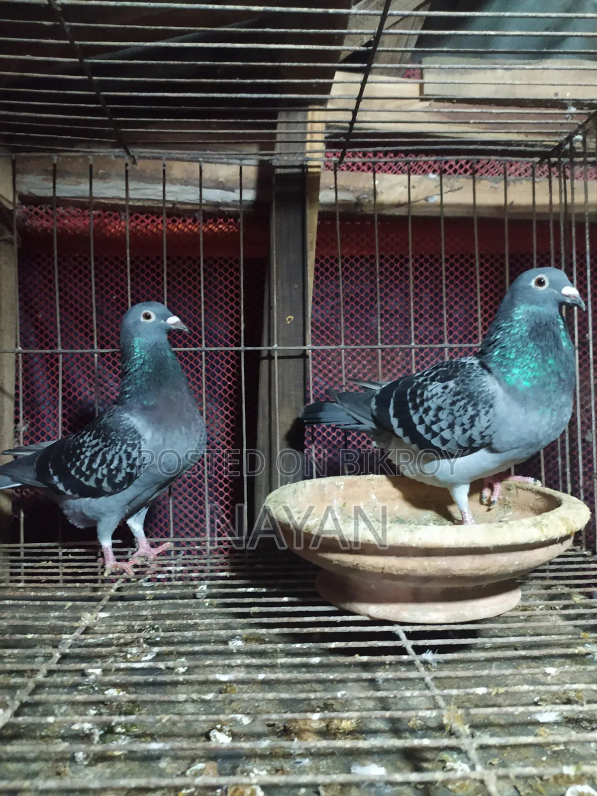 Maksi Pigeon