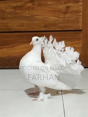 ফেন্টেইল ফিমেল