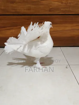 ফেন্টেইল ফিমেল