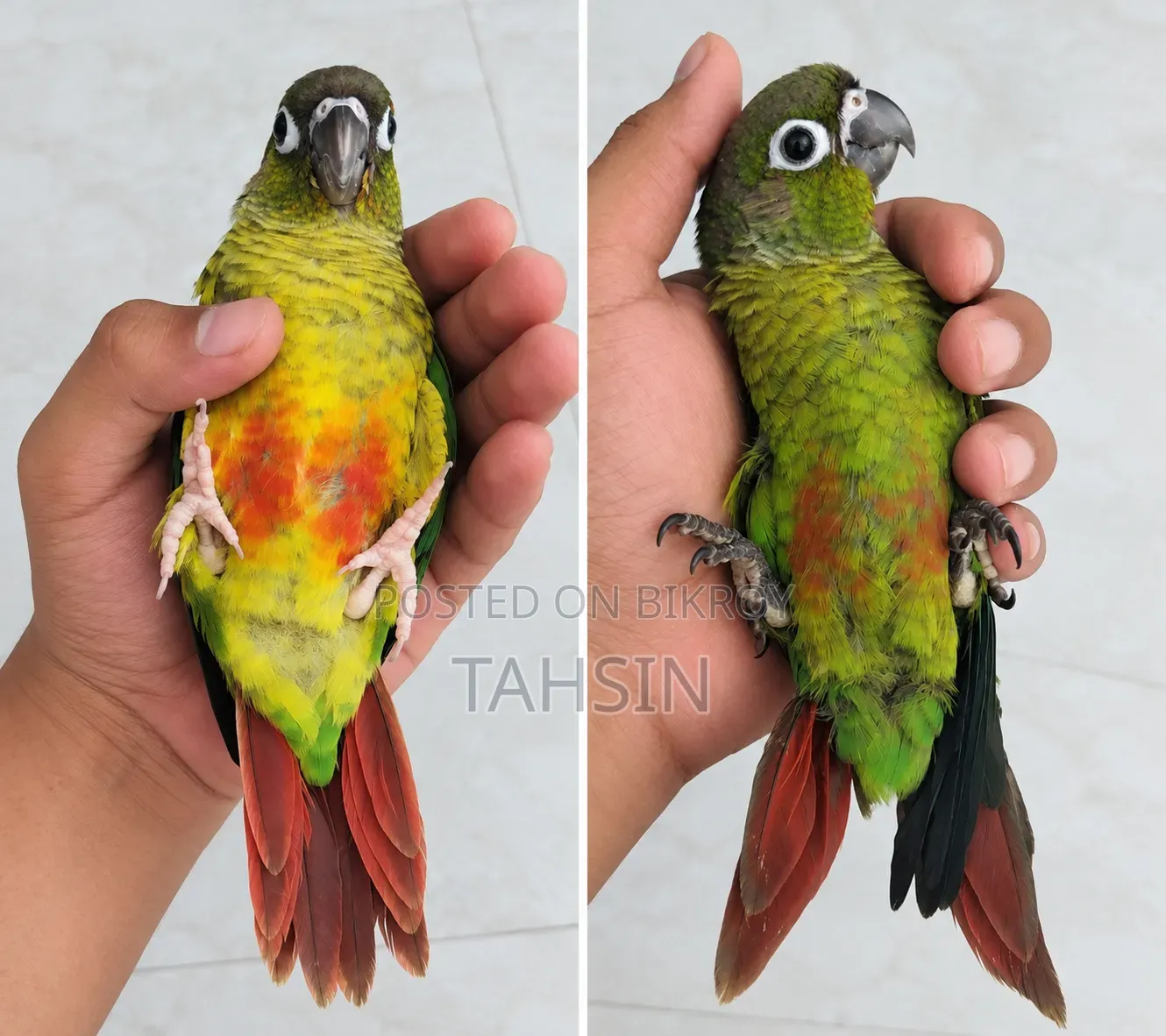 হাফ টেম কনুর ২ মাস