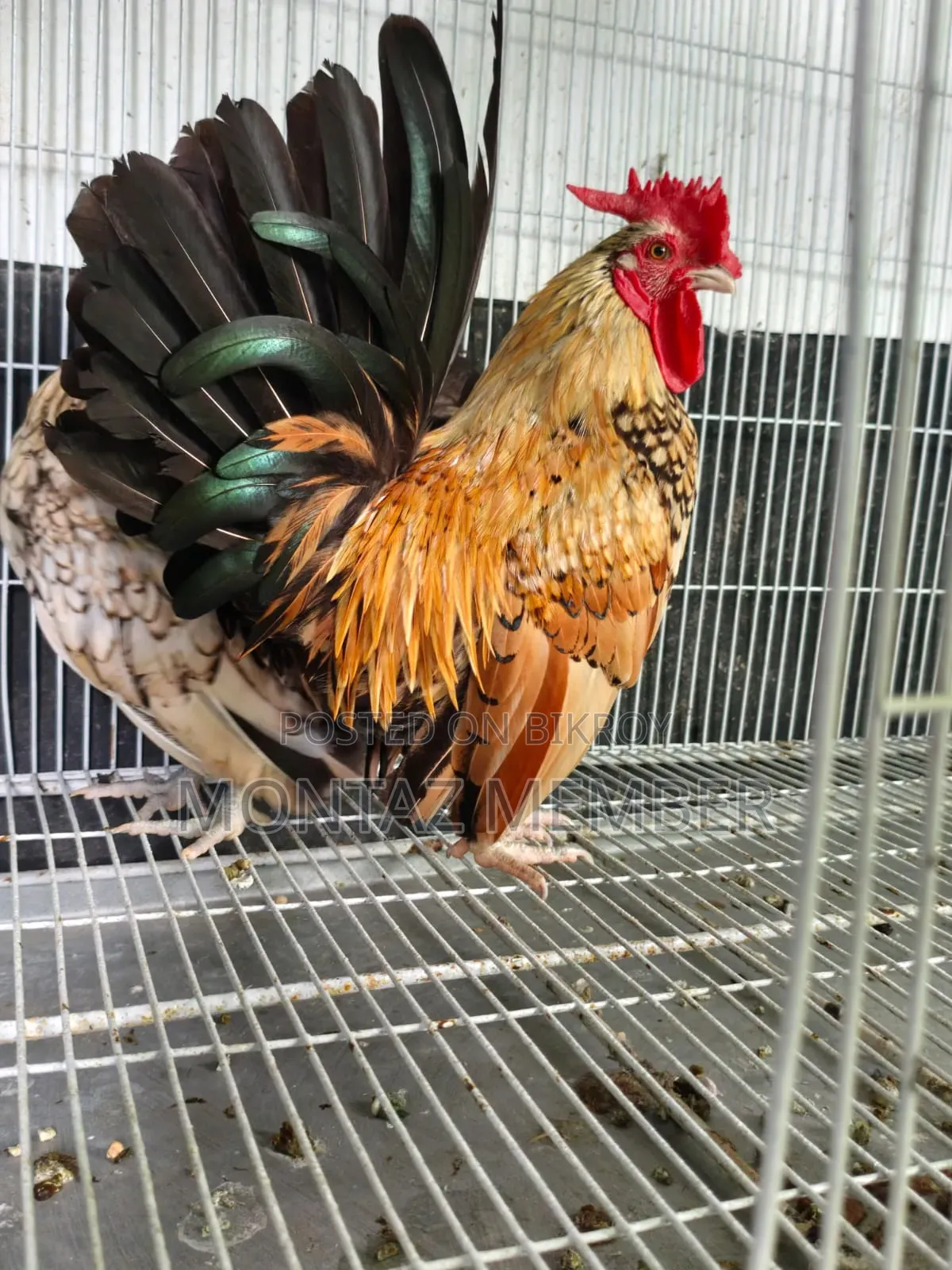 Fancy Phoenix Breed Rooster