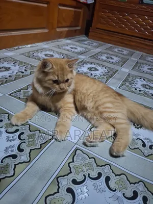 1-3 months Female Purebred Persian