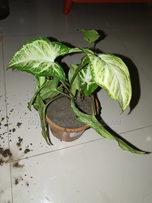 সিংগোনিয়াম গাছ