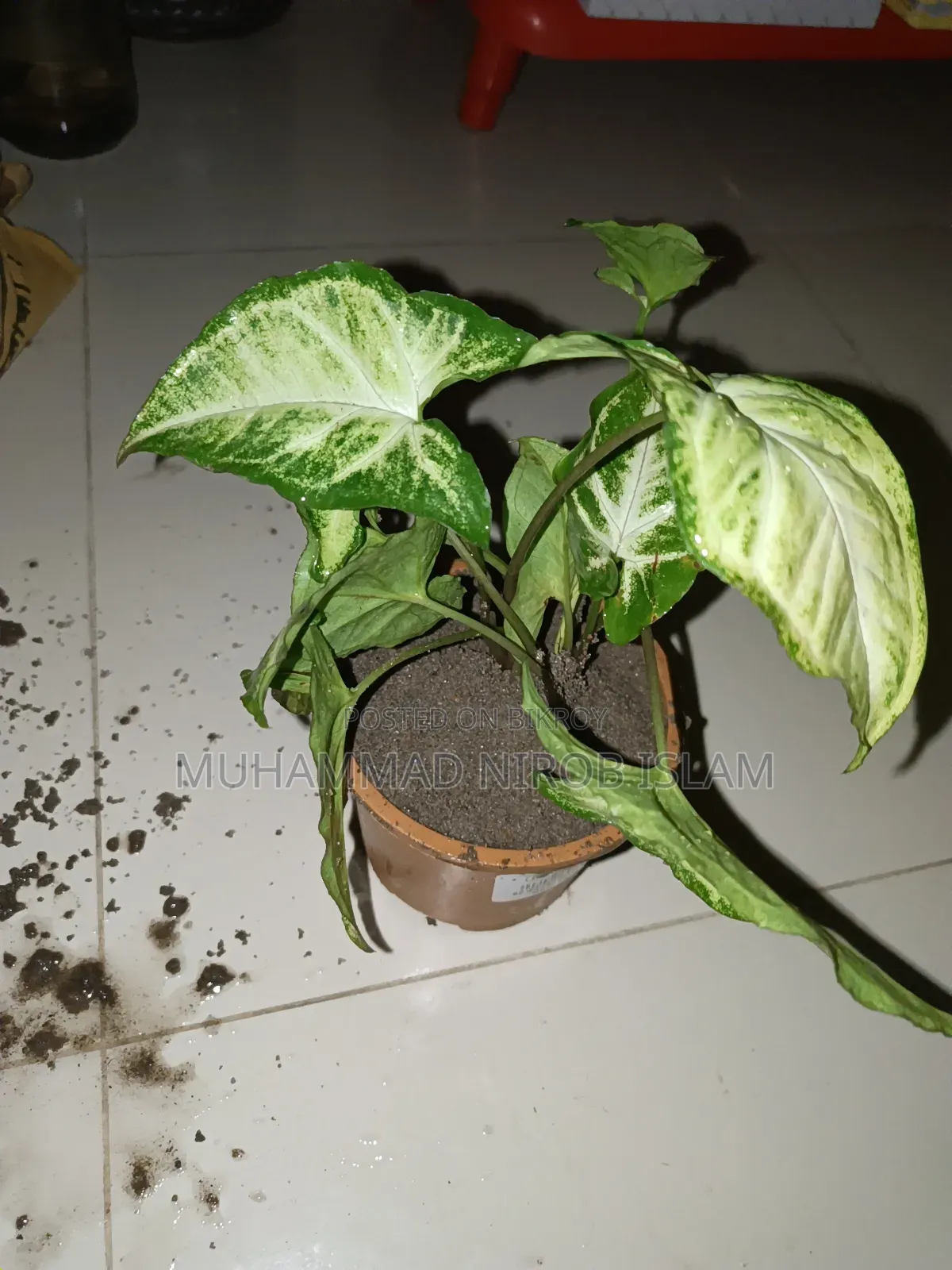 সিংগোনিয়াম গাছ