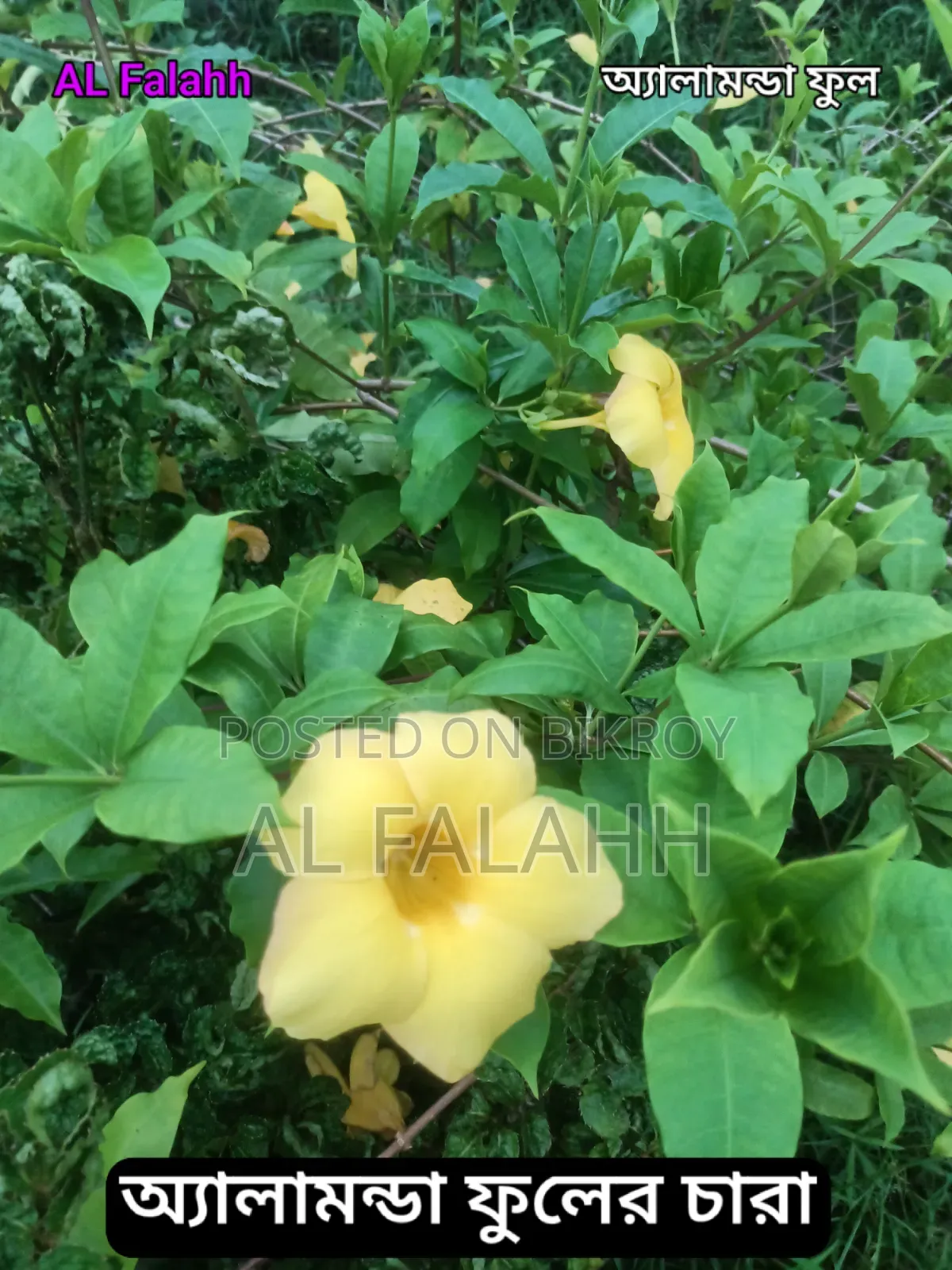 অ্যালামন্ডা ফুল গাছের চারা।