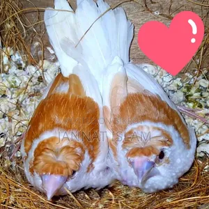 Golden & Bangoli