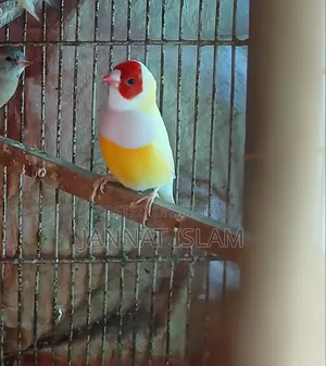 Golden & Bangoli