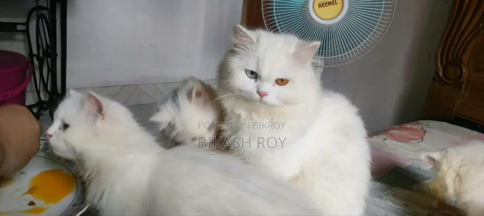 6-12 months Female Purebred Persian