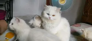 6-12 months Female Purebred Persian