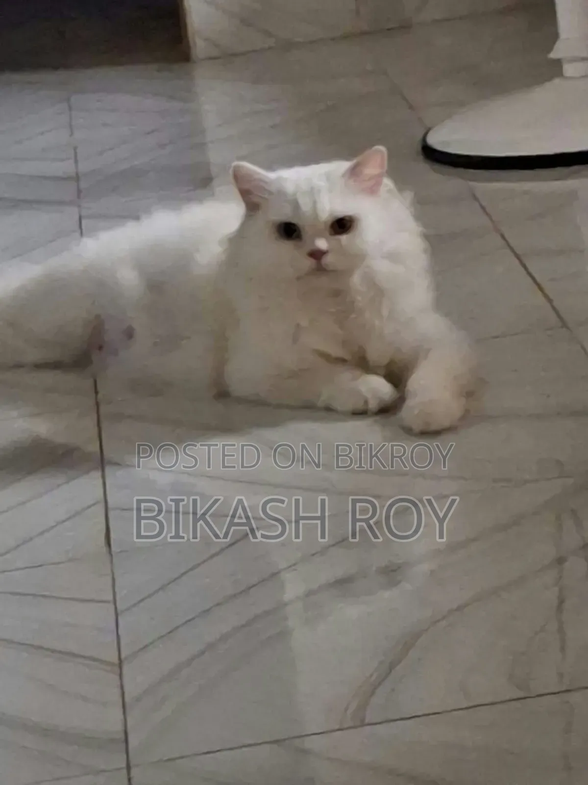 6-12 months Female Purebred Persian