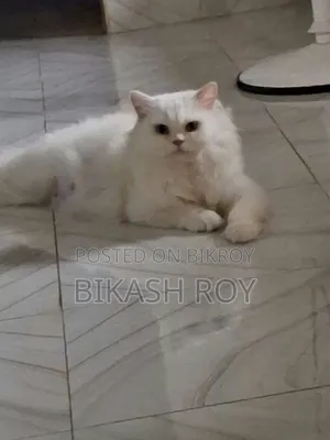 6-12 months Female Purebred Persian