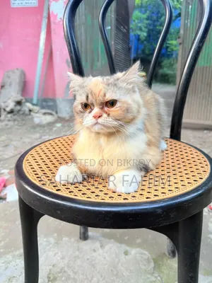 6-12 months Female Purebred Persian