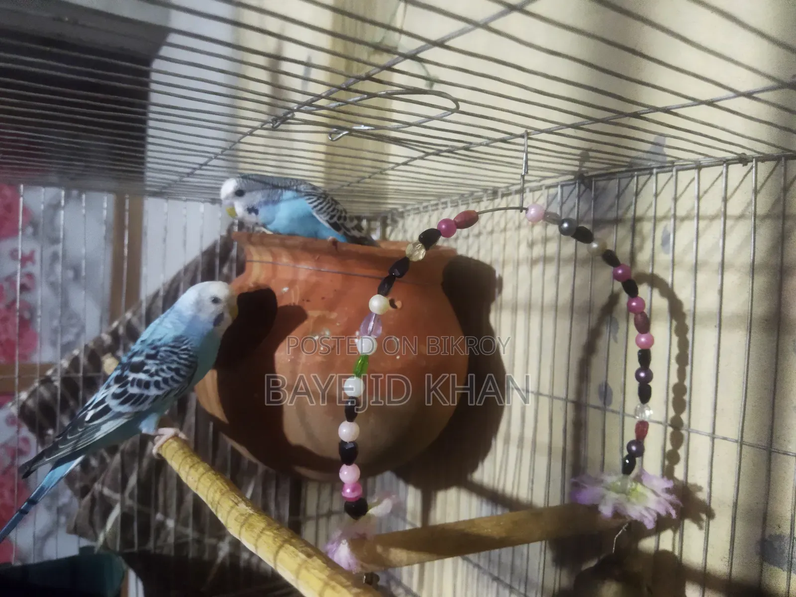 লাভ বার্ড##