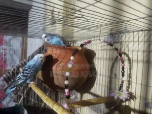 লাভ বার্ড##