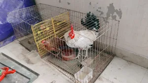 দেশি মুরগি ডিম দেয়