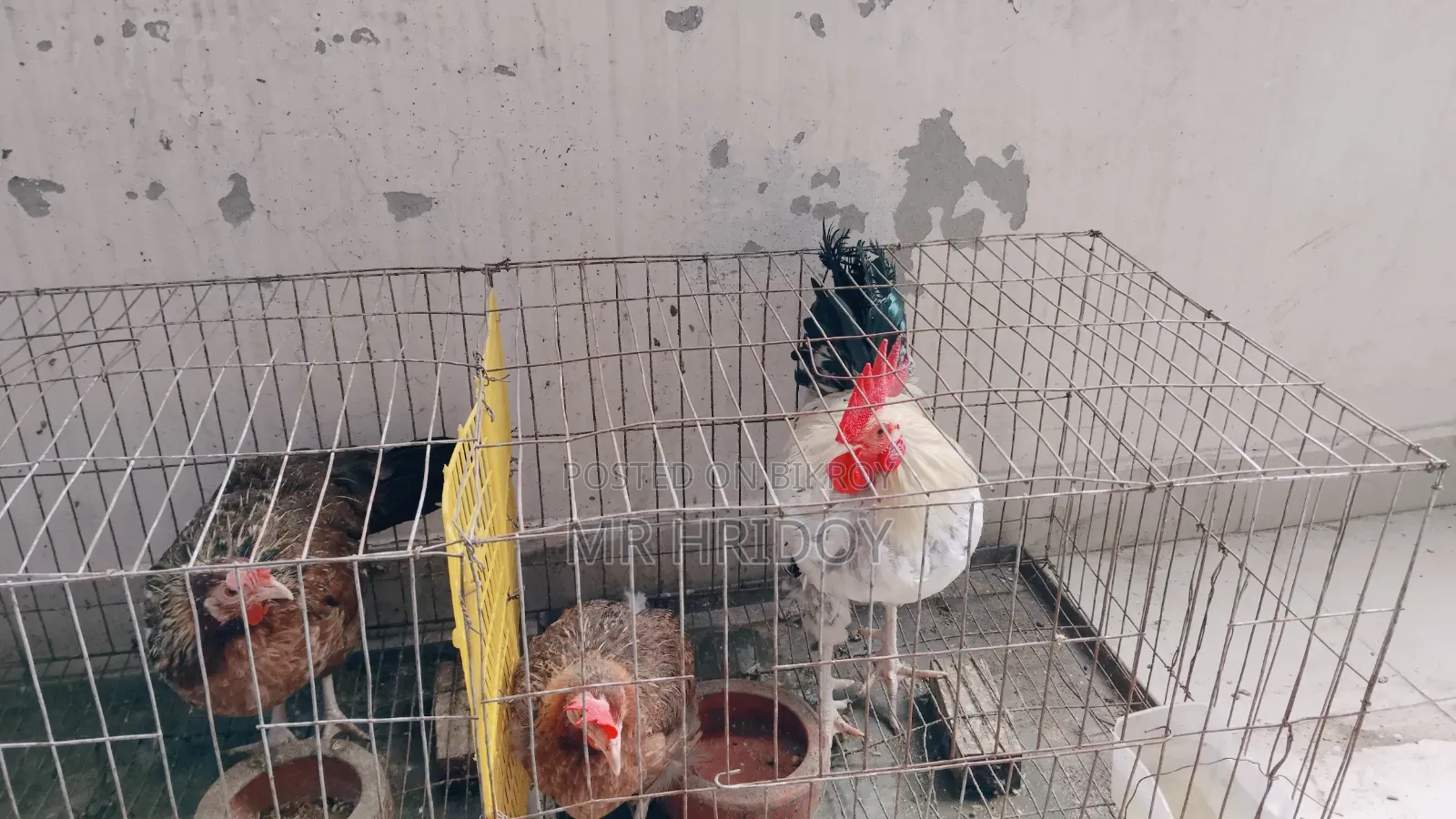 দেশি মুরগি ডিম দেয়