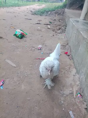 বিদেশী মুরুগ নাম সুলতান