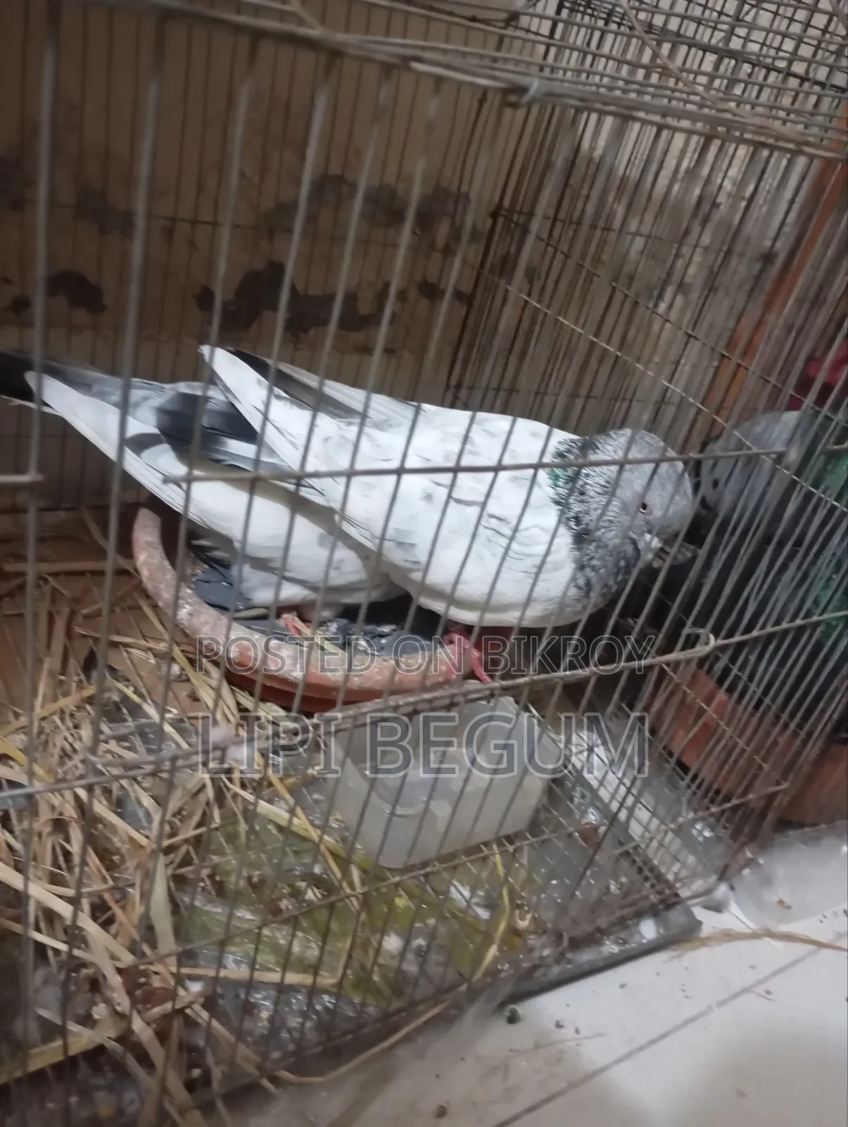 গোলা কবুতর ডিম সহ