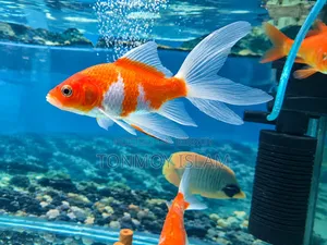 Gold Fish/Comet Fish