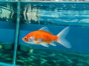 Gold Fish/Comet Fish