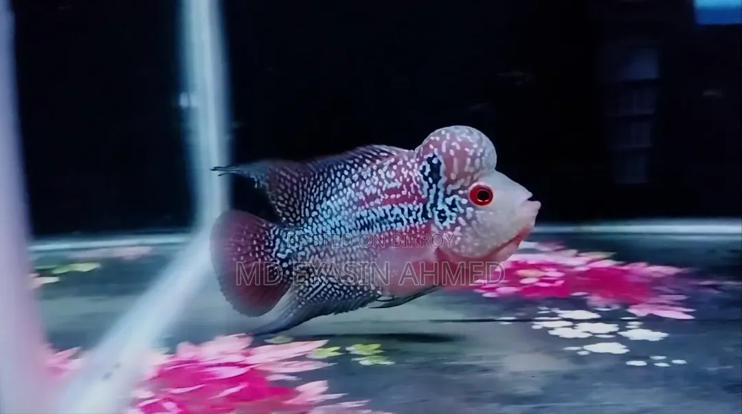 Flowerhorn Fish