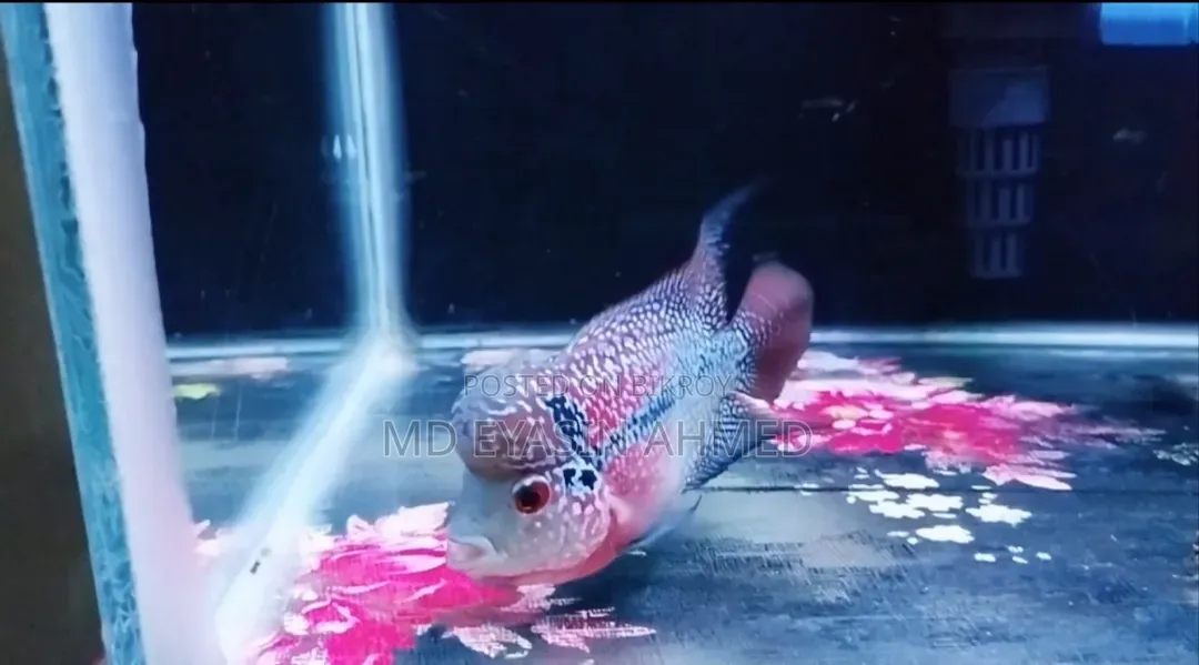 Flowerhorn Fish